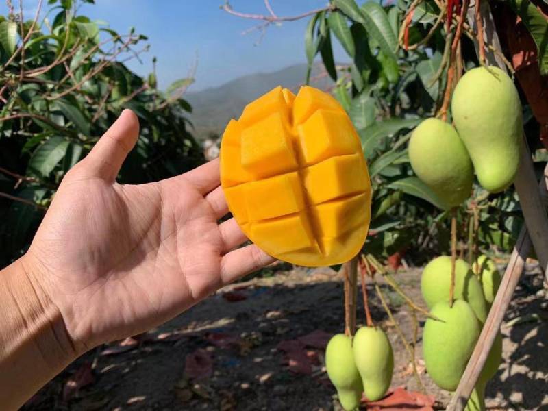 贵州贵妃芒台芒金煌市场发货，电商一件代发地里价