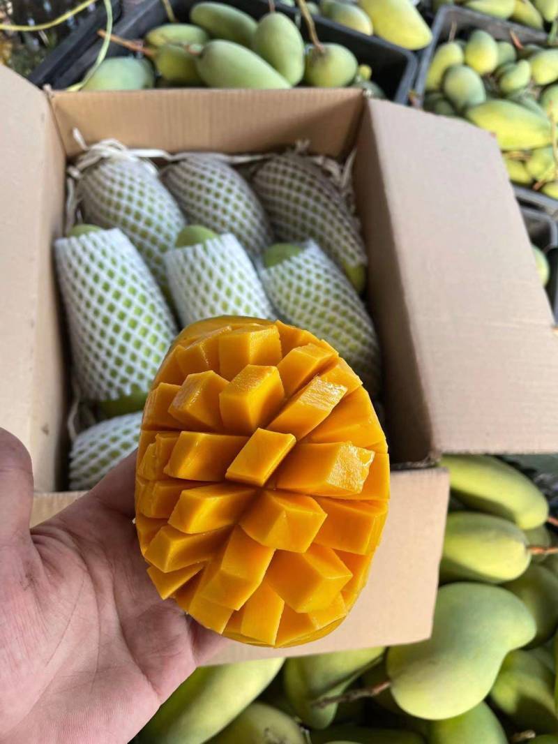 贵州贵妃芒台芒金煌市场发货，电商一件代发地里价