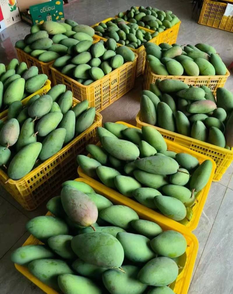 贵州贵妃芒台芒金煌市场发货，电商一件代发地里价