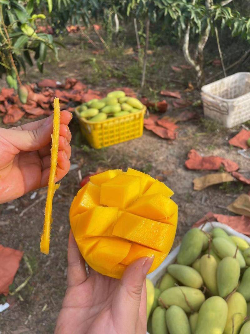 贵州贵妃芒台芒金煌市场发货，电商一件代发地里价