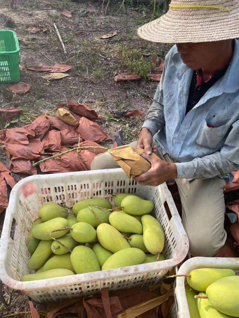 贵州贵妃芒台芒金煌市场发货，电商一件代发地里价