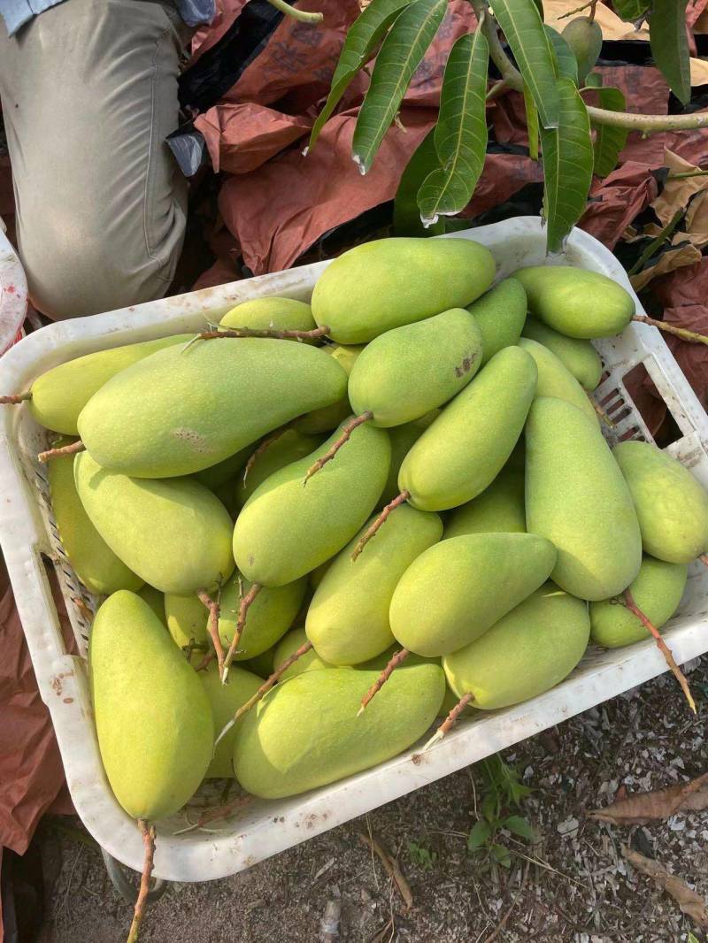 贵州贵妃芒台芒金煌市场发货，电商一件代发地里价
