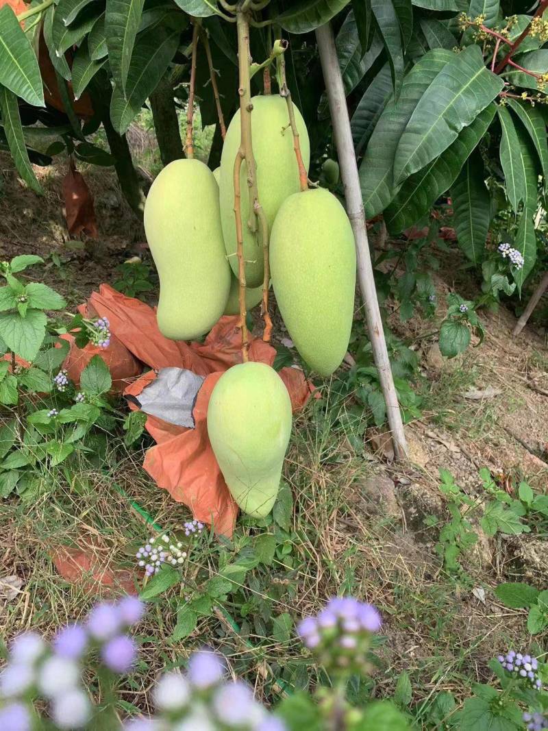 贵州贵妃芒台芒金煌市场发货，电商一件代发地里价