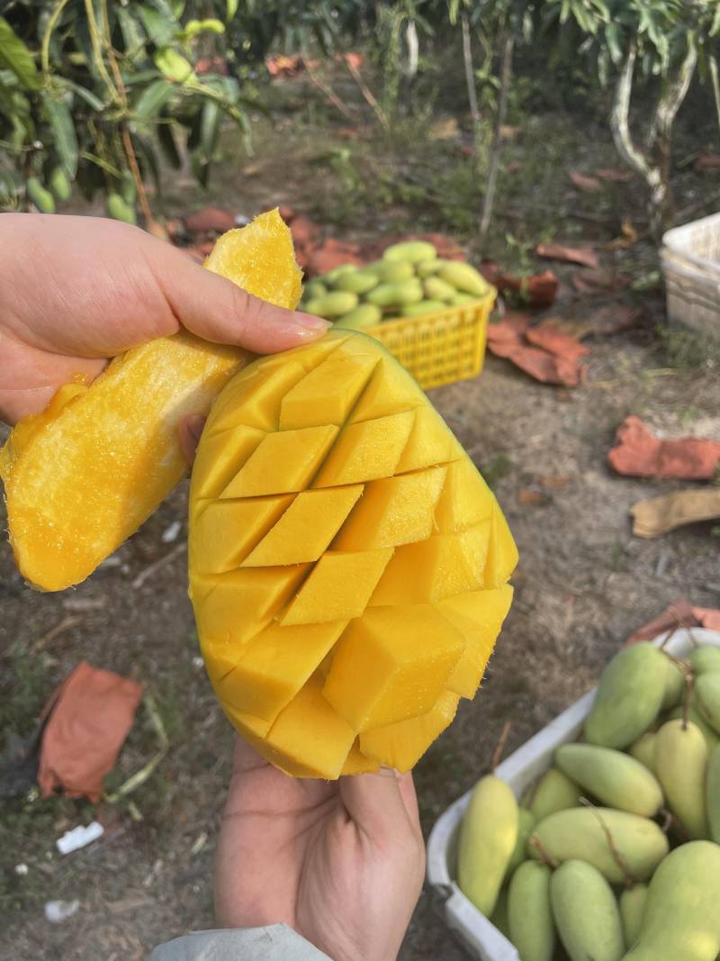 贵州贵妃芒台芒金煌市场发货，电商一件代发地里价