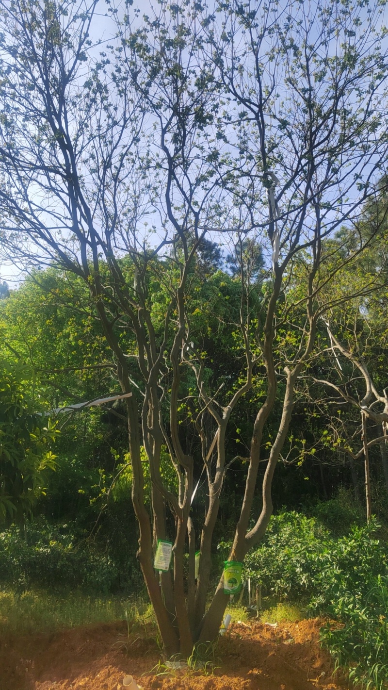 出售各种规格的精品乌桕，单杆，多杆的