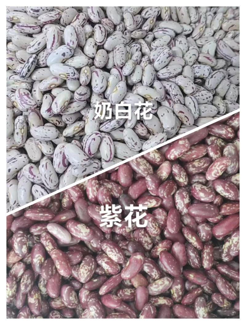 紫花芸豆奶白花芸豆黑芸豆海军白芸芸豆批发营养丰富老幼皆宜