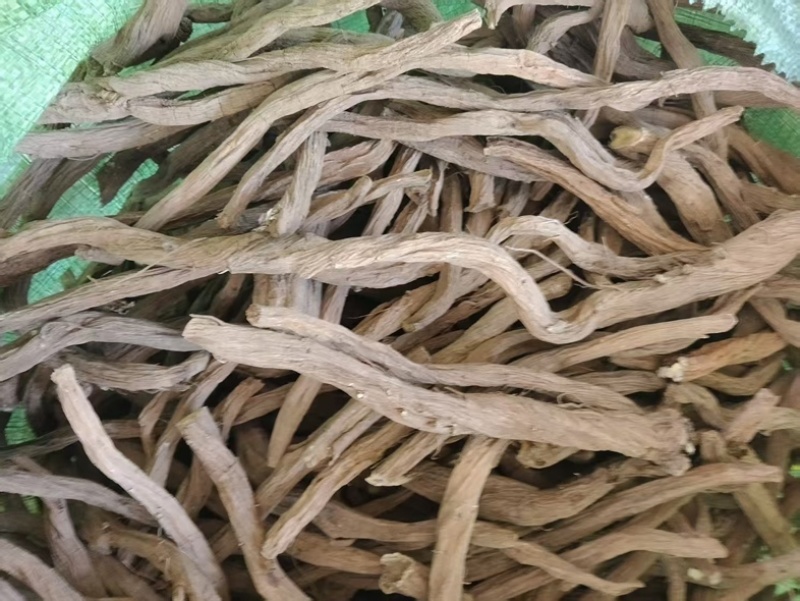 凉山续断自家种植品质保障量大从优欢迎来购