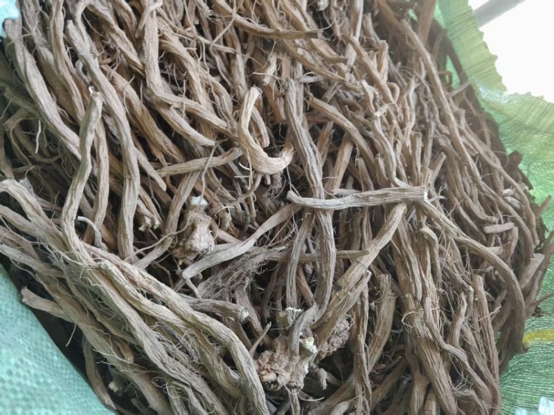 凉山续断自家种植品质保障量大从优欢迎来购