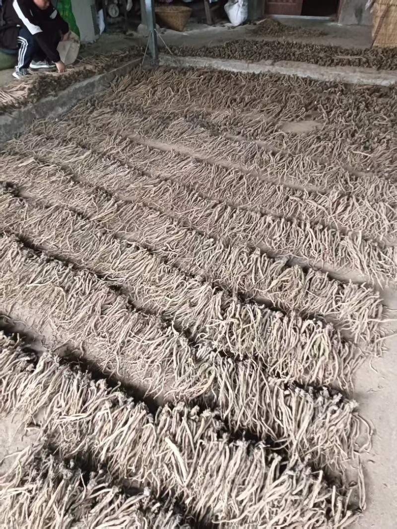 凉山续断自家种植品质保障量大从优欢迎来购