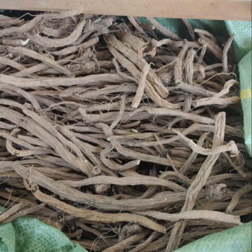 凉山续断自家种植品质保障量大从优欢迎来购