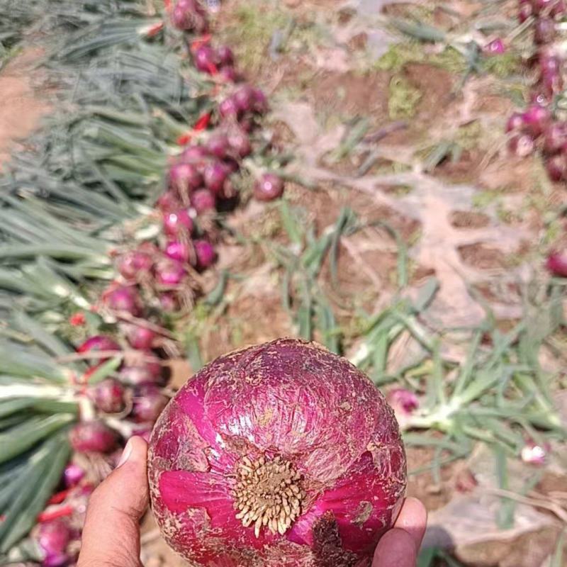 脆甜紫洋葱一手货源，万亩基地直发，欢迎来考察