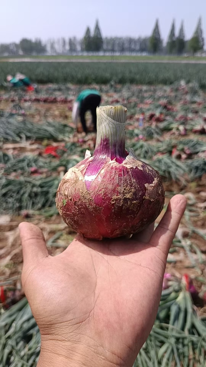 脆甜紫洋葱一手货源，万亩基地直发，欢迎来考察