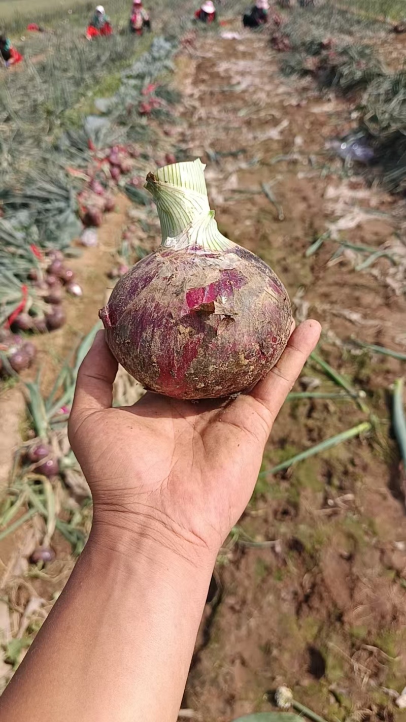 脆甜紫洋葱一手货源，万亩基地直发，欢迎来考察