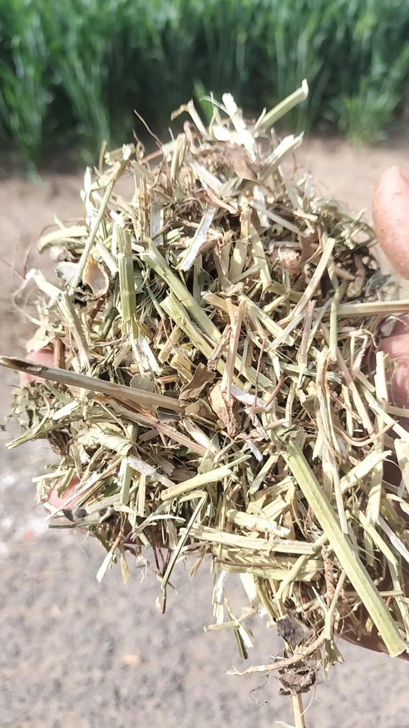 精品花生秧