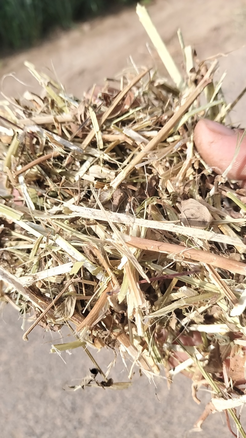 精品花生秧