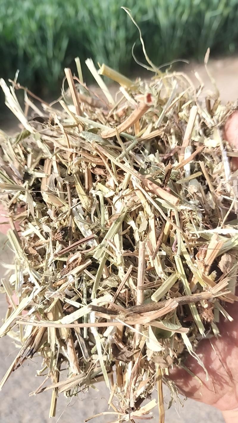 精品花生秧