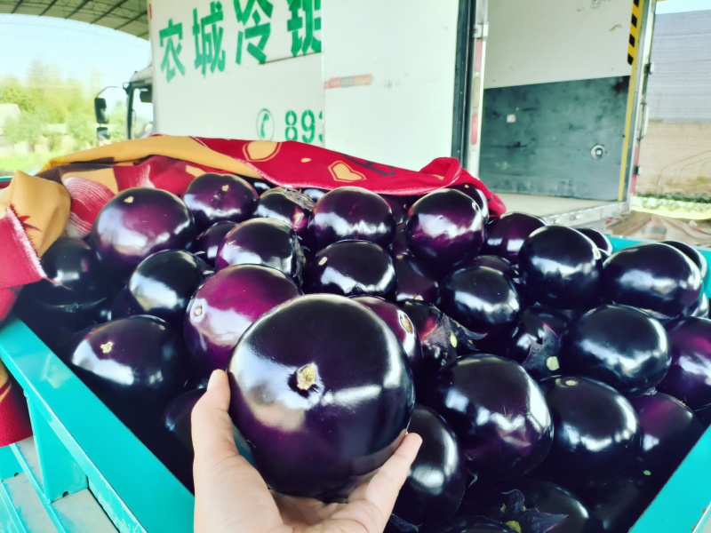 博爱县紫光圆茄，新鲜货源产地直发，支持视频看货
