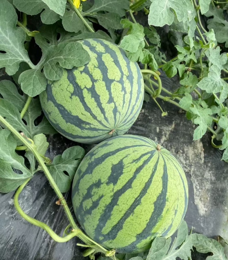 【精品】夏邑西瓜美都西瓜基地直发价格美丽欢迎洽谈