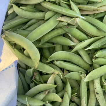各位老板豌豆大量出货了需要的可以联系我