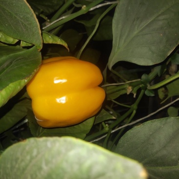 彩椒