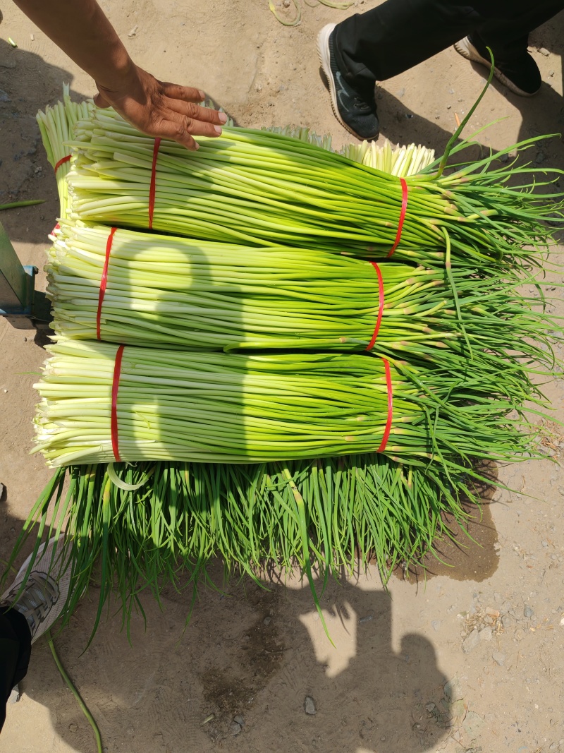【红帽蒜薹】商丘原产地供货货量大全国接单条形好长直可以打