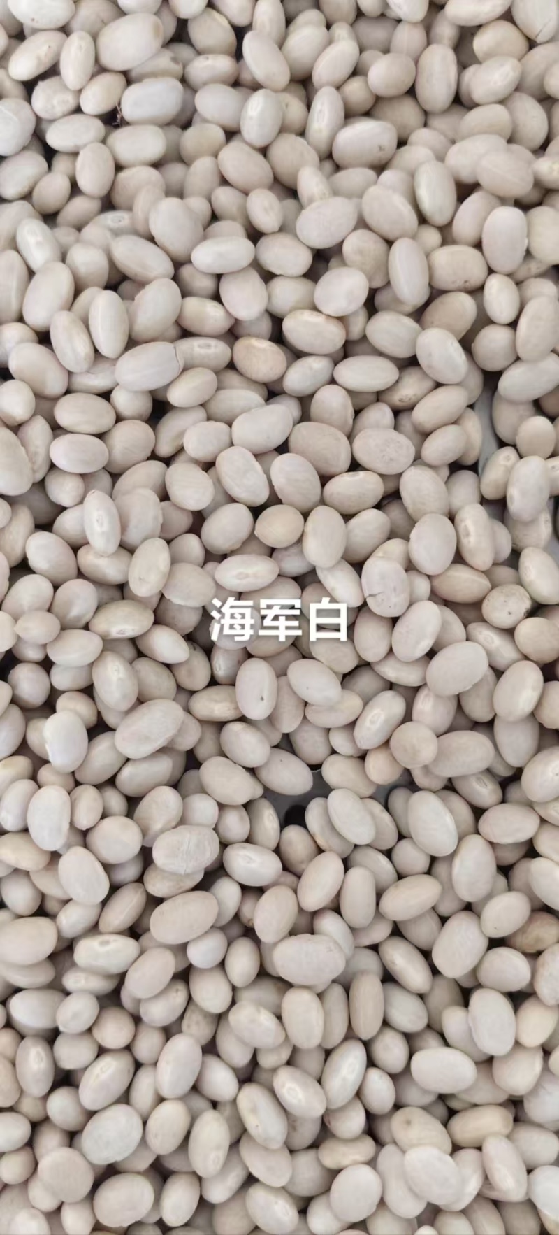 紫花芸豆奶白花芸豆黑芸豆海军白芸芸豆批发营养丰富老幼皆宜