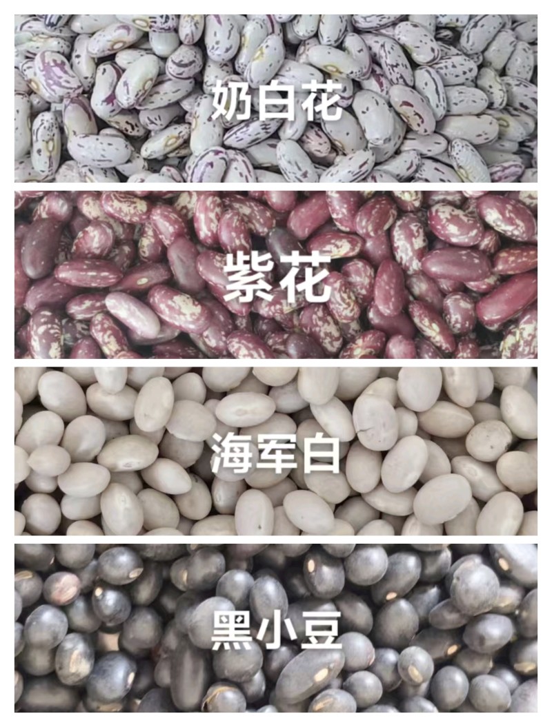 紫花芸豆奶白花芸豆黑芸豆海军白芸芸豆批发营养丰富老幼皆宜