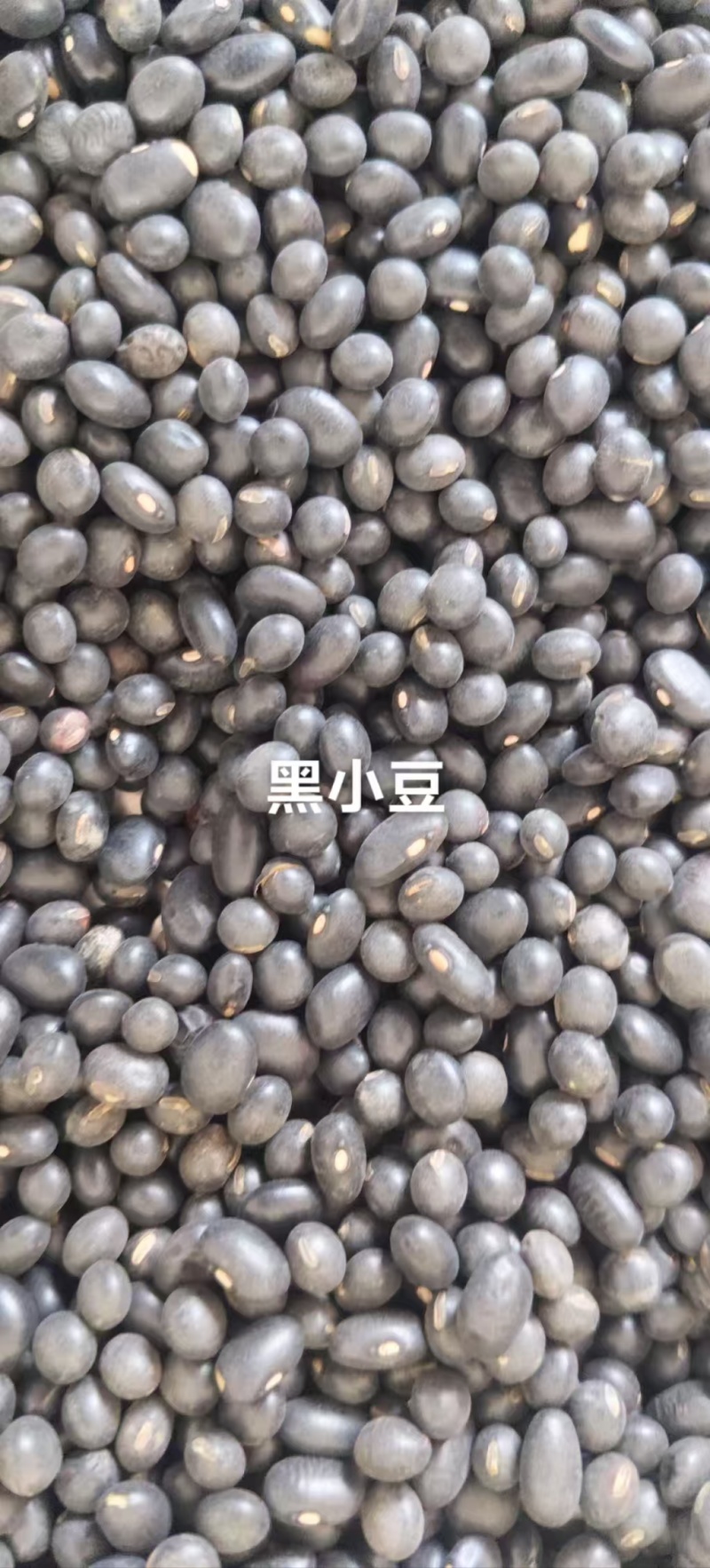 紫花芸豆奶白花芸豆黑芸豆海军白芸芸豆批发营养丰富老幼皆宜