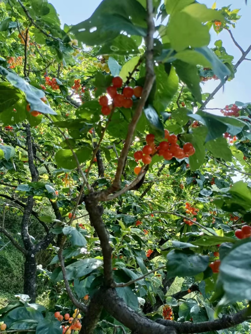 樱桃四川小樱桃红玛瑙樱桃有机种植樱桃