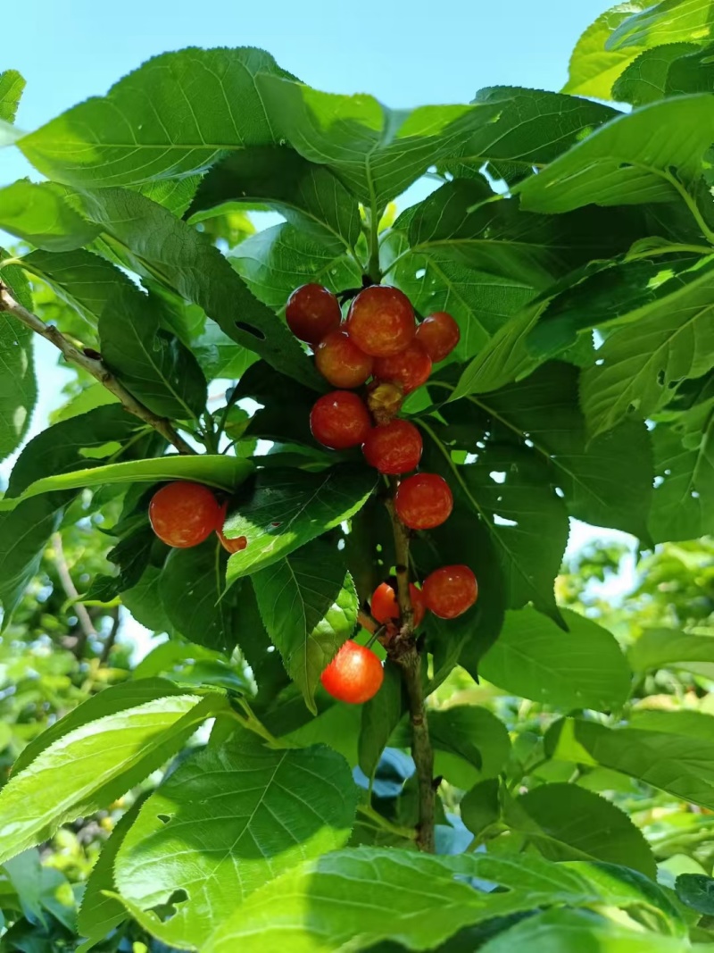 樱桃四川小樱桃红玛瑙樱桃有机种植樱桃