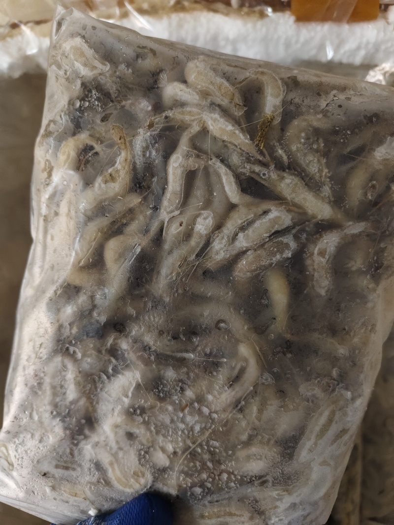 多个规格河虾有货餐饮店冻品批发的老板看过来货真价实