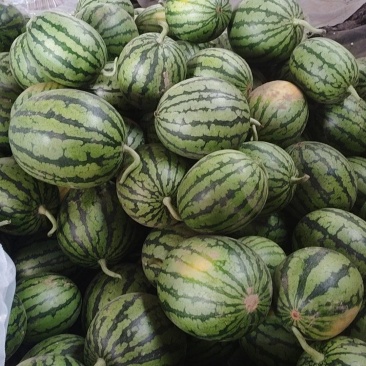 小糖丸西瓜
