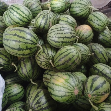 小糖丸西瓜一件代发