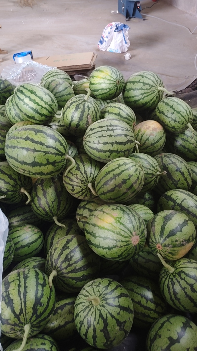 小糖丸西瓜一件代发