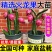 红心火龙果树苗基地直发