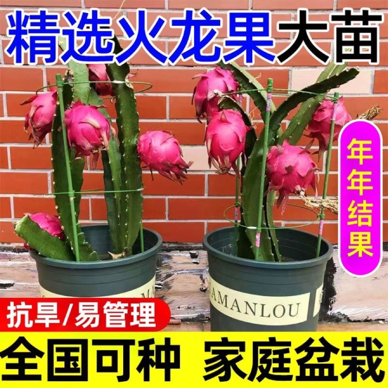 红心火龙果树苗基地直发