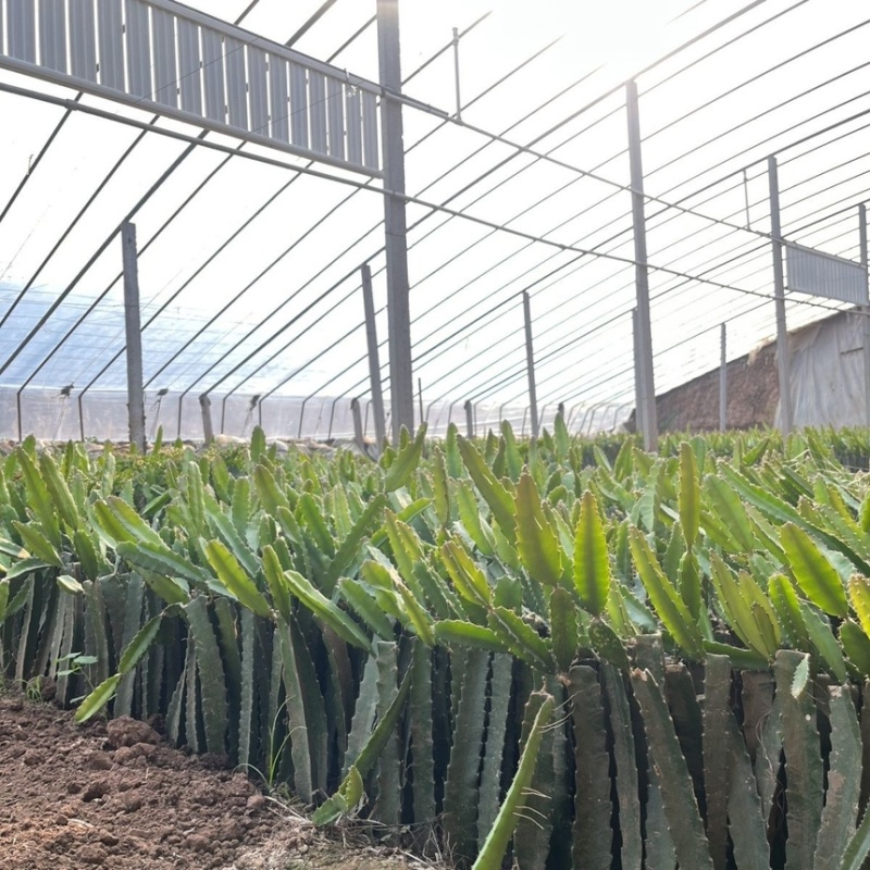 红心火龙果树苗基地直发