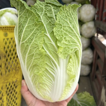 精品白菜万亩基地,全国代收代卖,对接批发商超,货源稳定