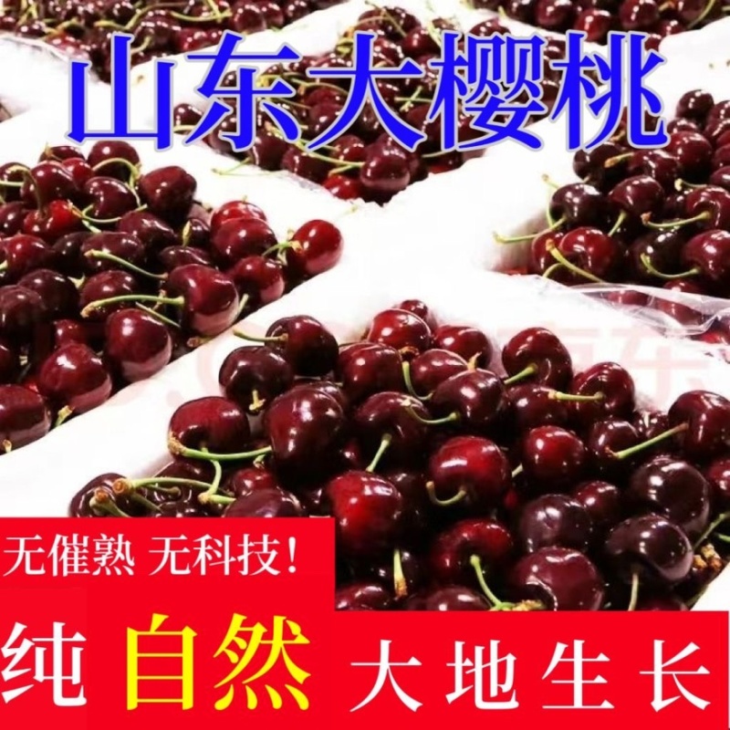 山东大樱桃，大量上市，一件代发，社区团购，品种齐全