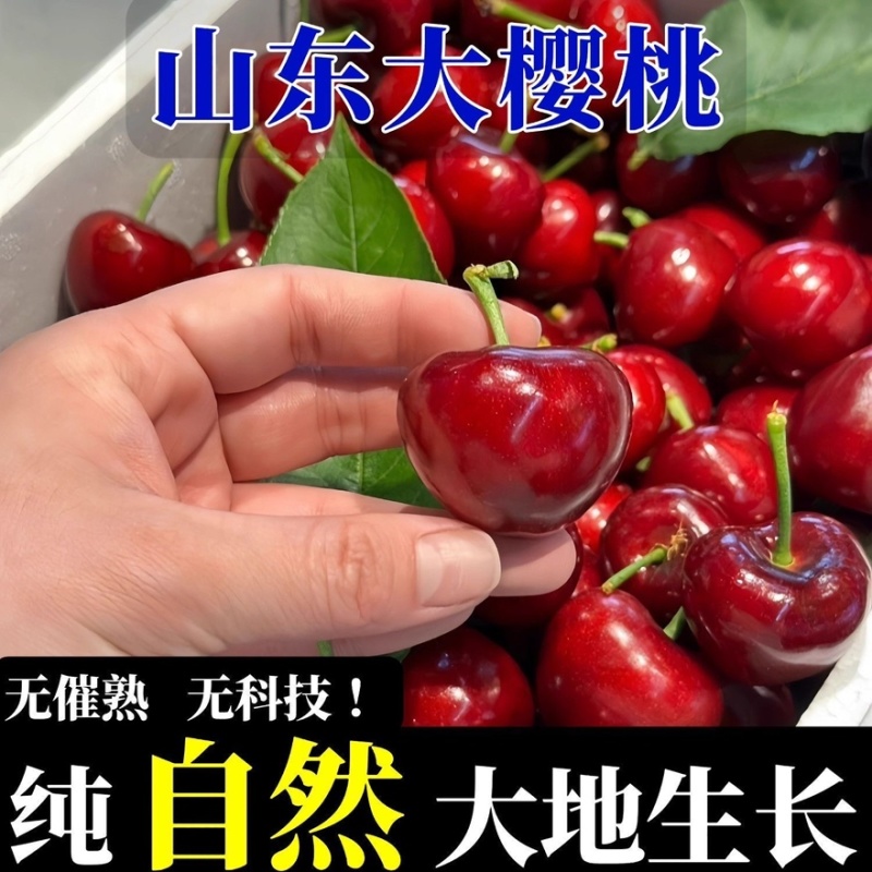 山东大樱桃，大量上市，一件代发，社区团购，品种齐全