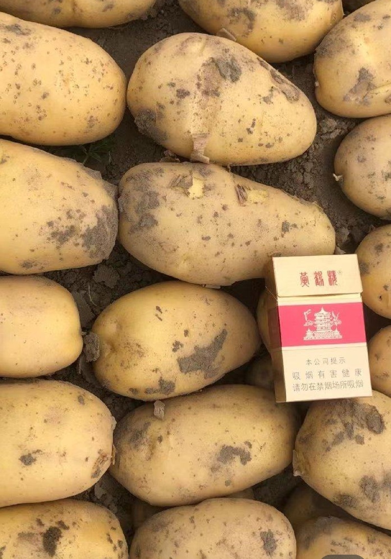 湖北黄心土豆，万亩基地，产地直发，人工挑选，质量保证