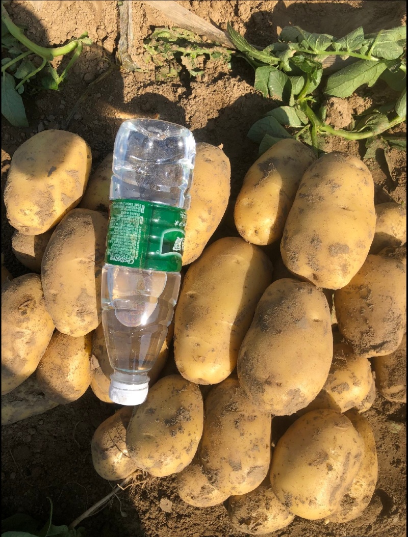 湖北黄心土豆，万亩基地，产地直发，人工挑选，质量保证