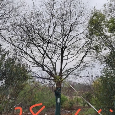 移栽精品单杆朴树