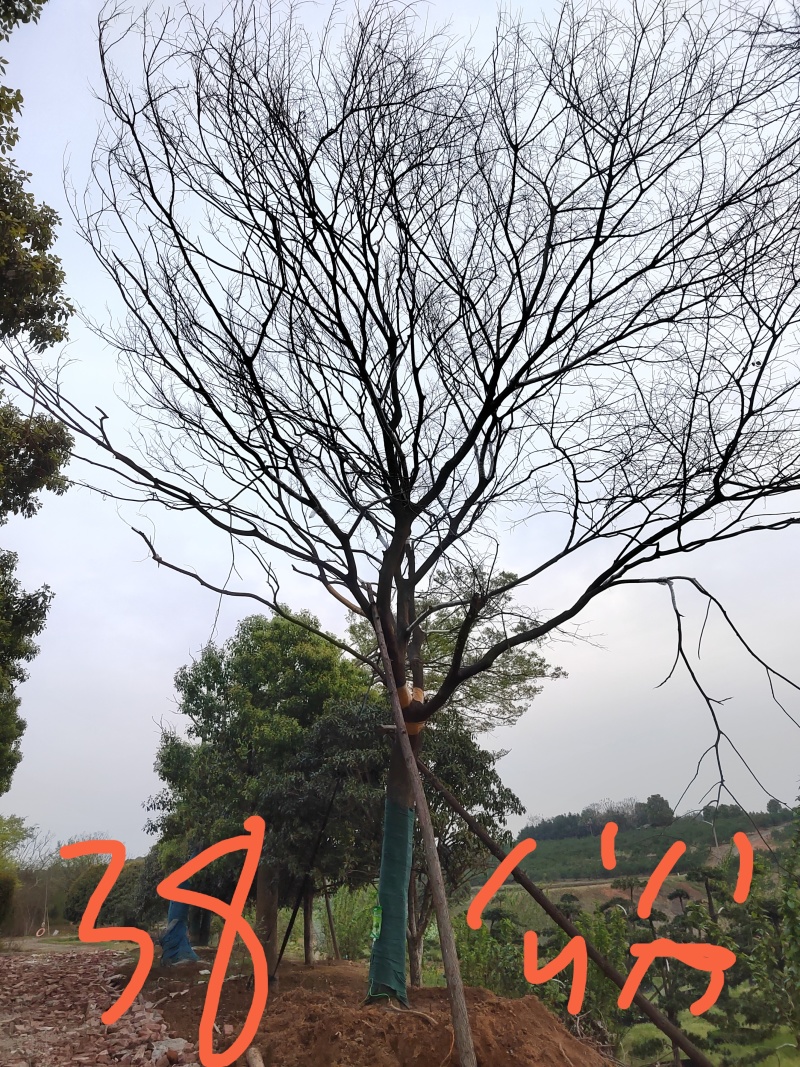 移栽精品单杆朴树