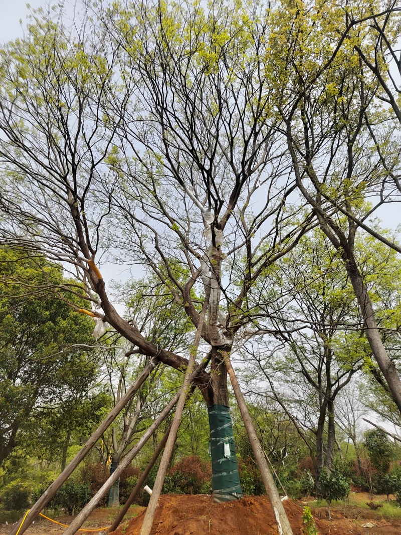 移栽精品单杆朴树