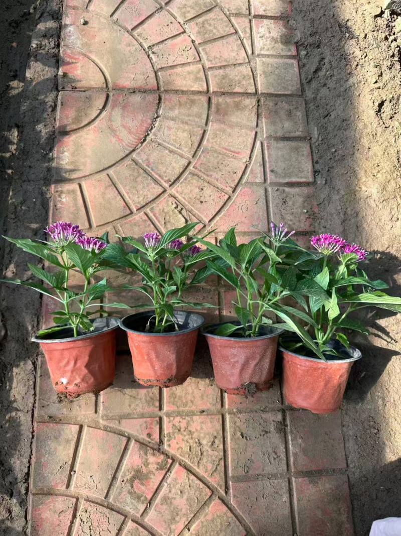 繁星花基地直发品种齐全技术指导量大优惠对接全国