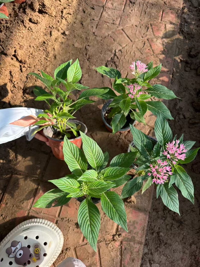 繁星花基地直发品种齐全技术指导量大优惠对接全国