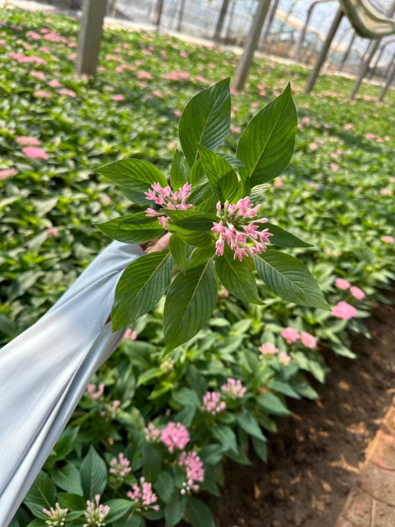 繁星花基地直发品种齐全技术指导量大优惠对接全国