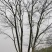 移森精品多杆朴树