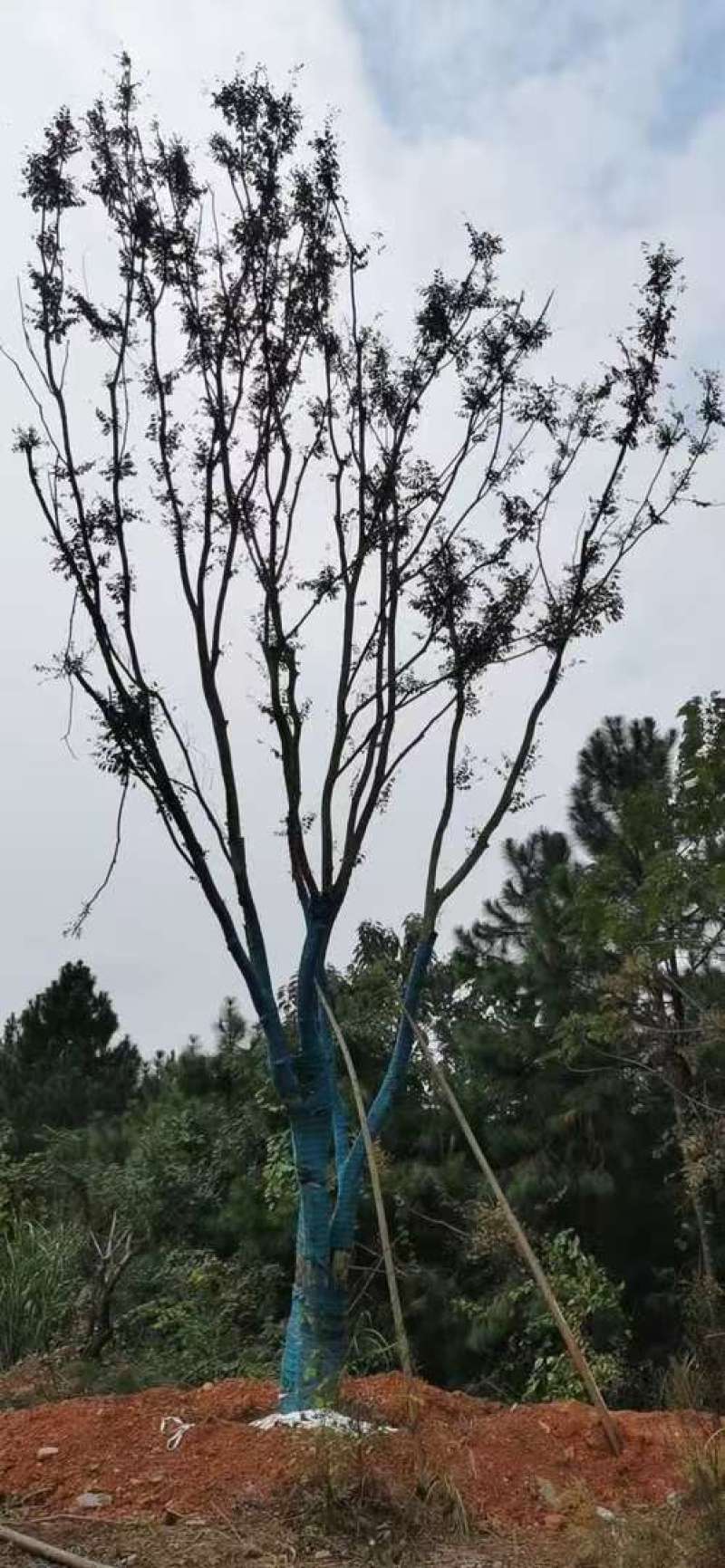 移森精品多杆朴树